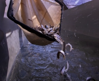Article_Banner_Salmon_Hatcheries-_Lifeline_or_Disaster_For_Struggling_Stocks_.webp