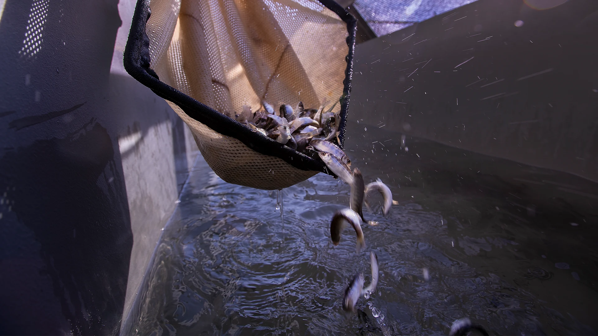 Article_Banner_Salmon_Hatcheries-_Lifeline_or_Disaster_For_Struggling_Stocks_.webp