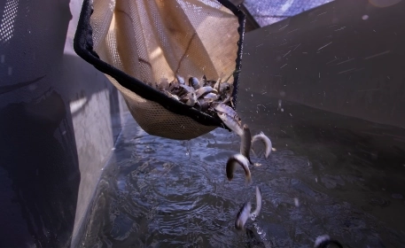 Salmon Hatcheries | Lifeline For Struggling Rivers or an Ecological Burden?