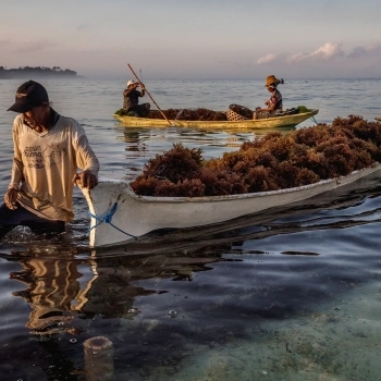 Seaweed Farming: Silver Bullet or Something Else?