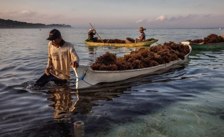Seaweed Farming: Silver Bullet or Something Else?