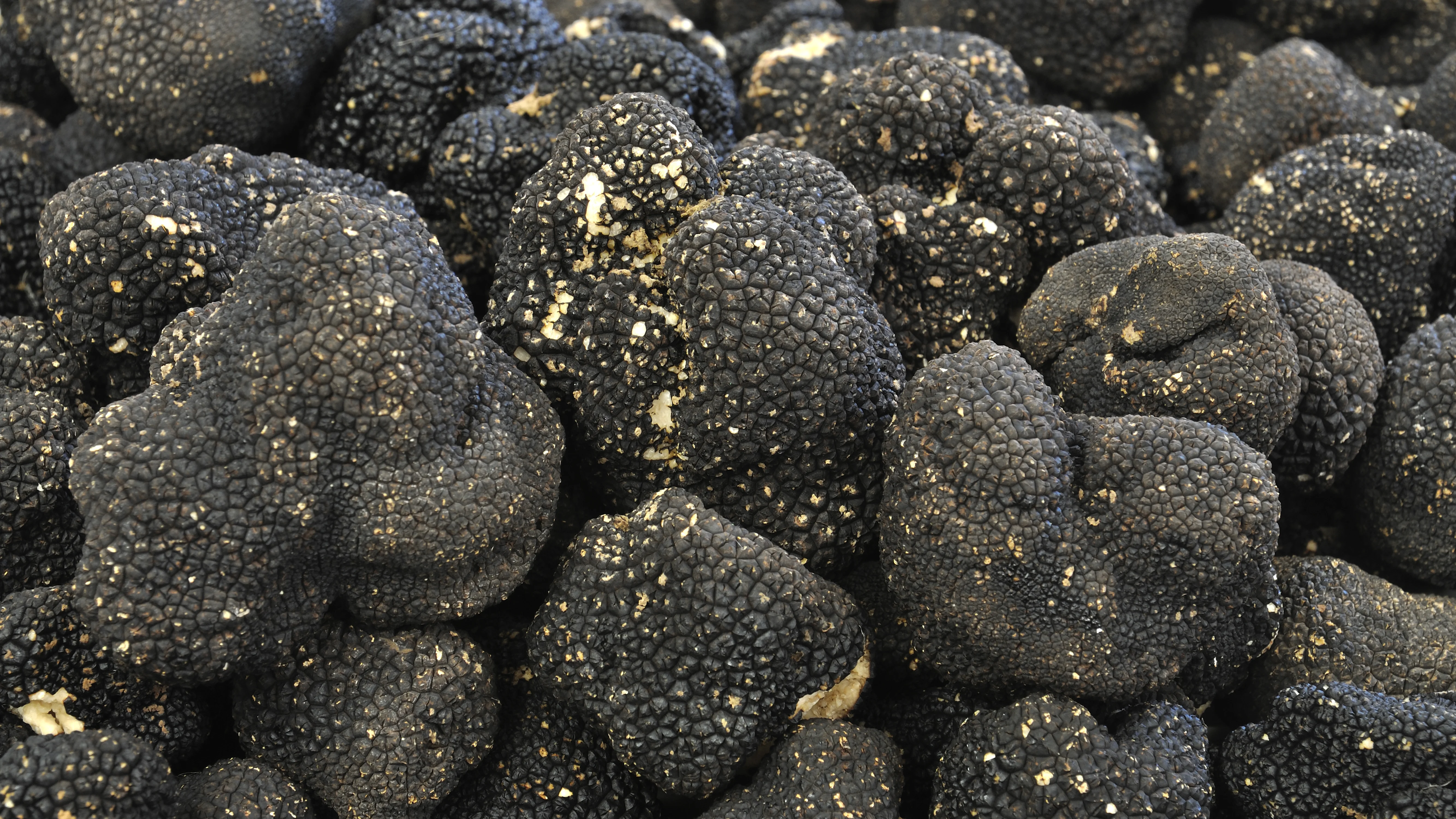 Article_Banner_Truffle.webp