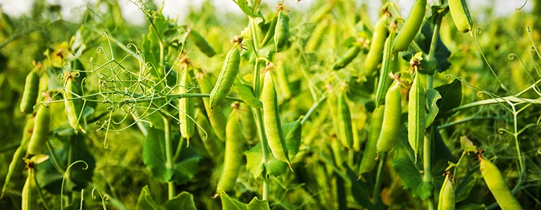 Crops