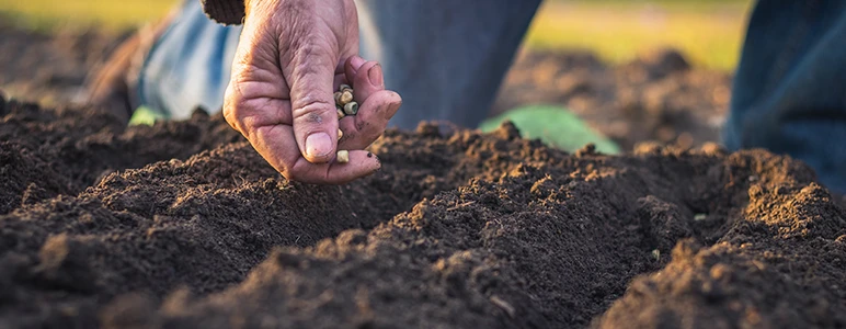 Declining crop diversity and human health