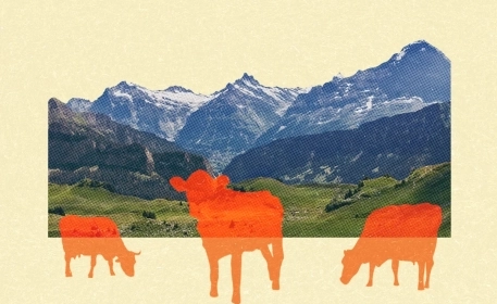 Wie aus Alpkräutern Alpkäse wird
