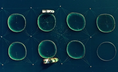 Aquaculture Feed: Is There Enough to go Around?
