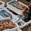 Article_Thumb_ARTICLE_Seafood-_Are_we_eating_the_right_species__Dec_2022.webp