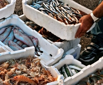Article_Thumb_ARTICLE_Seafood-_Are_we_eating_the_right_species__Dec_2022.webp