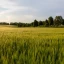 Article_Thumb_crop_diversity.webp