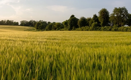 Crop Diversity: Why It Matters