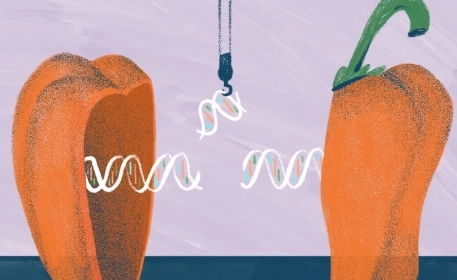 How Should We Regulate Genome-Edited Crops? | Opinion