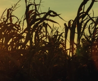 Crops That Feed The World | Maize