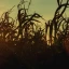 Article_Thumb_maize_1.webp