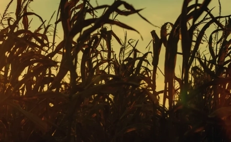 Crops That Feed The World | Maize