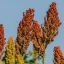 Article_Thumb_millets.webp