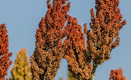 2023 is The International ‘Year of Millets’ | Here’s Why They Matter For Global Food Security