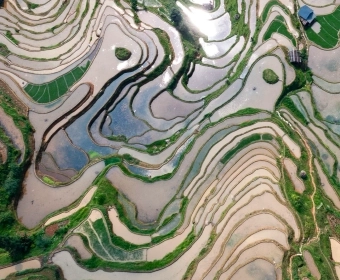 Article_Thumb_Rice.webp