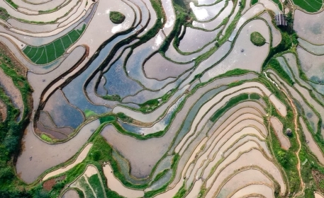 Crops That Feed The World | Rice