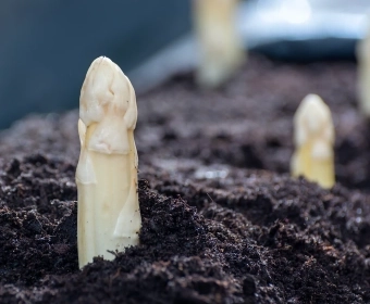 Gemüse des Monats: Spargel (Asparagus officinalis)