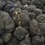 Article_Thumb_truffle.webp