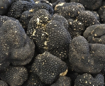 Article_Thumb_truffle.webp