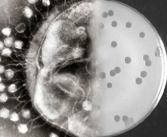 Bacteriophages_banner.webp