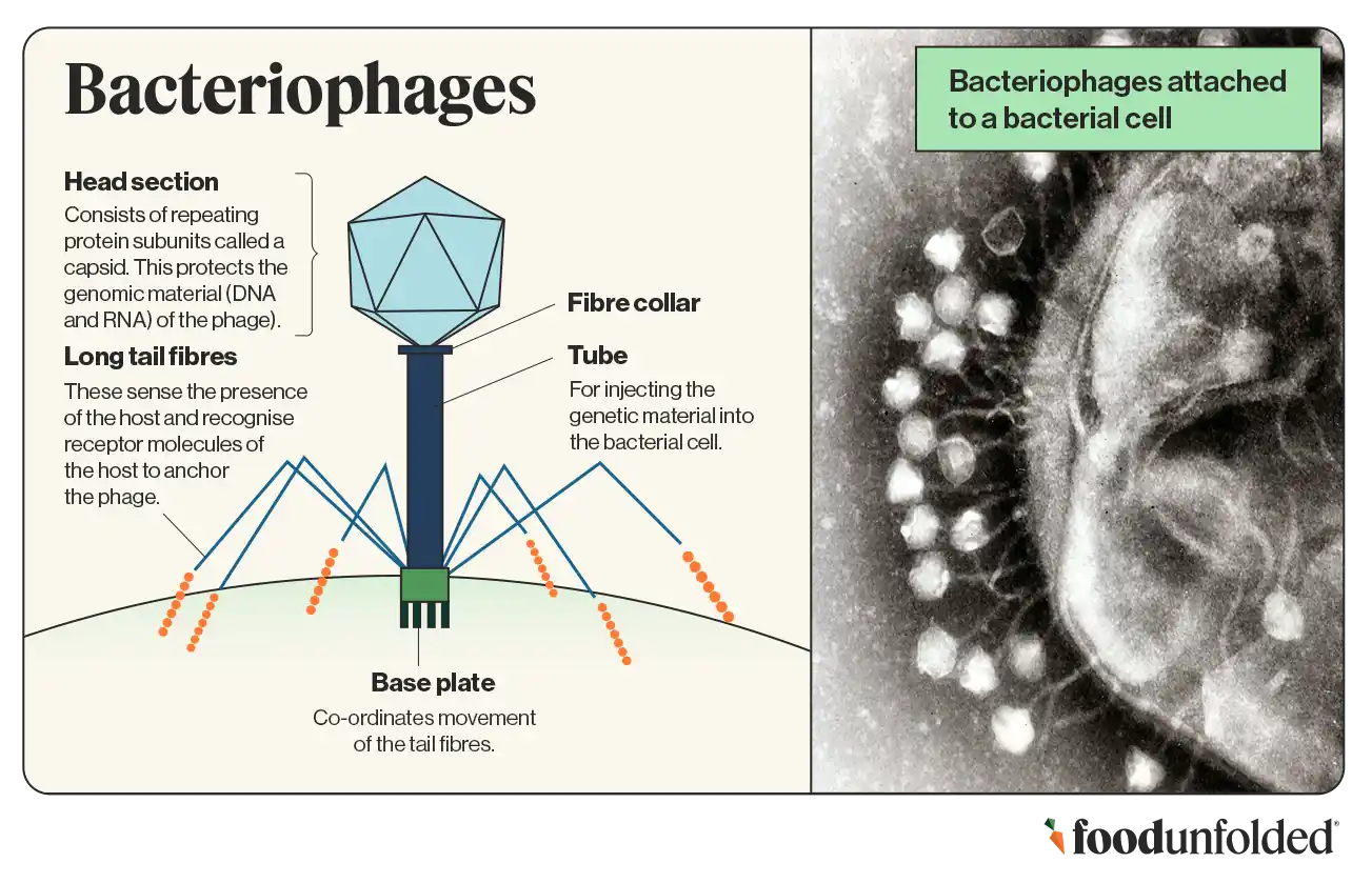 Bacteriophage illustration 