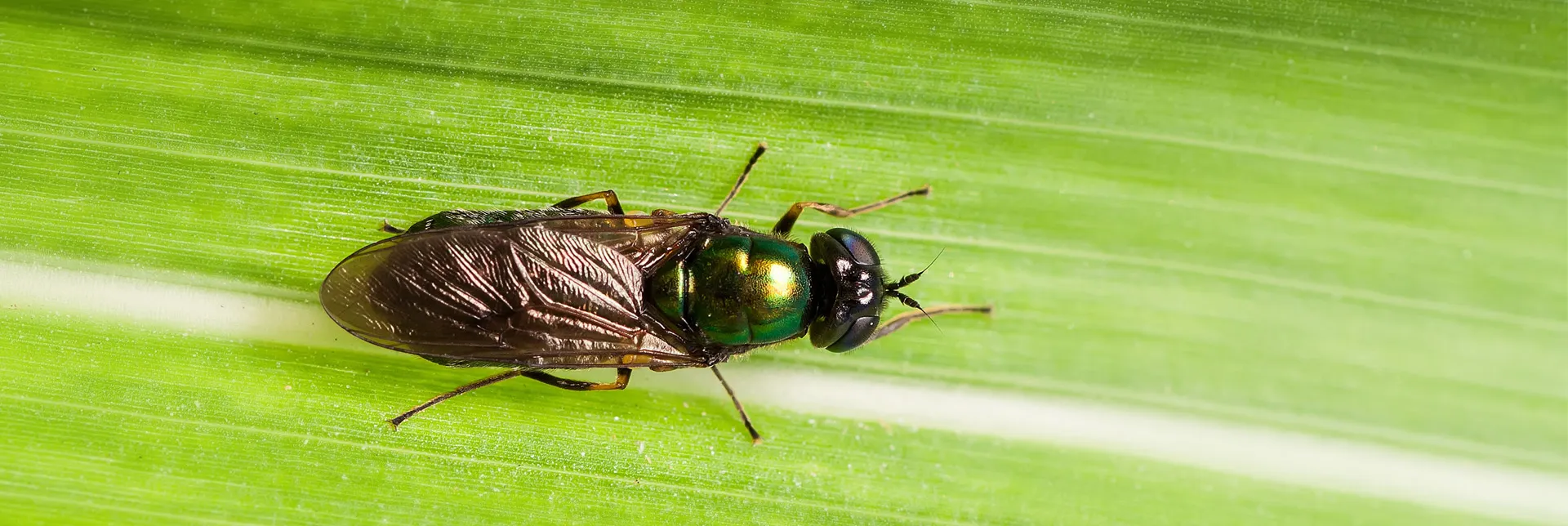Banner-Black-Soldier-Fly.webp