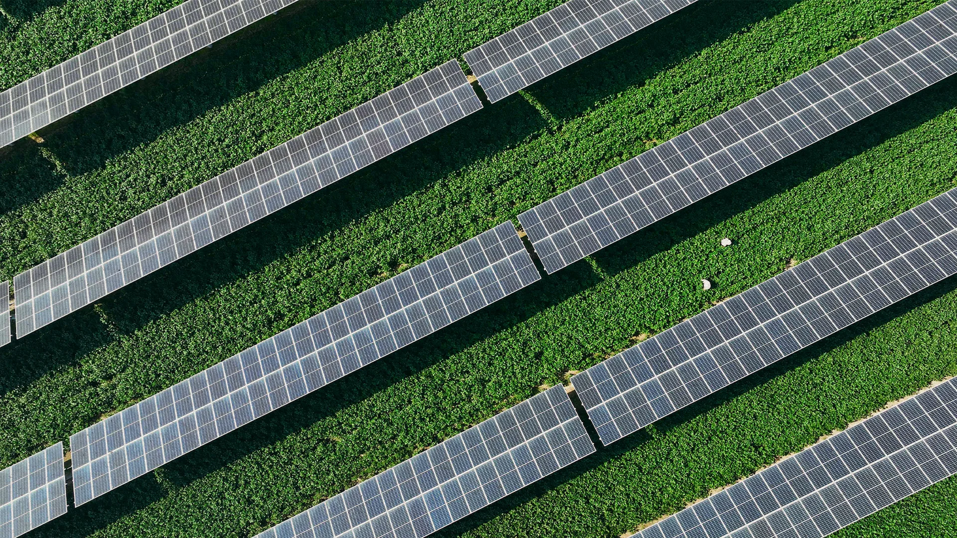 Banner_Agrivoltaics_solar_panels_energy_and_farming_(2).webp