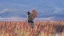 banner_Crops_From_the_Past_forgotten_crops.webp
