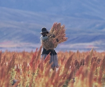 Building a Future with Crops From the Past
