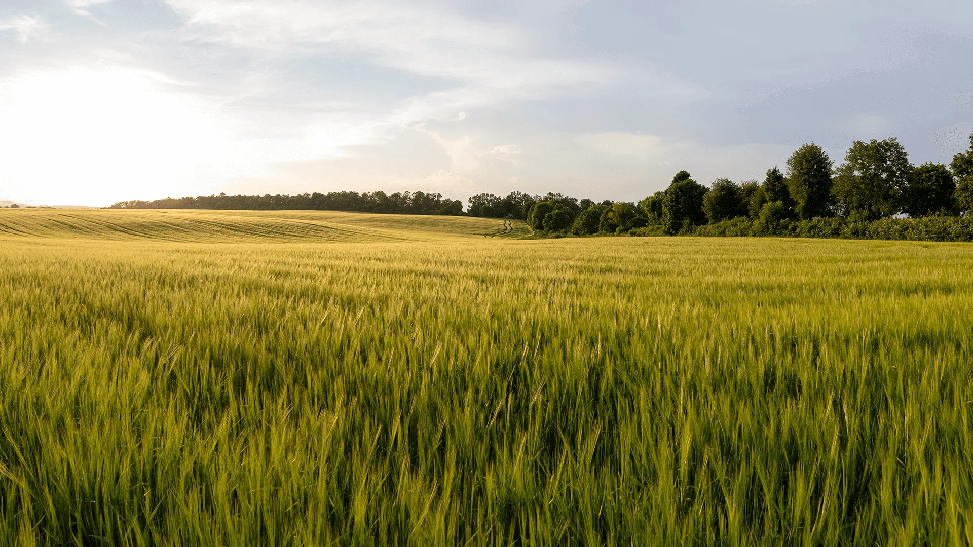 Banner_Image_crop_diversity03_(1).webp