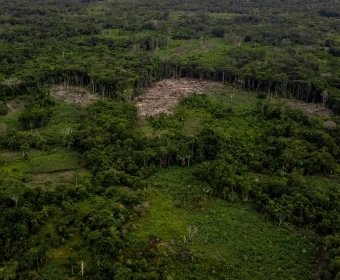 How Ancient Soil Could Save The Rainforest