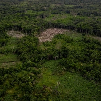 How Ancient Soil Could Save The Rainforest