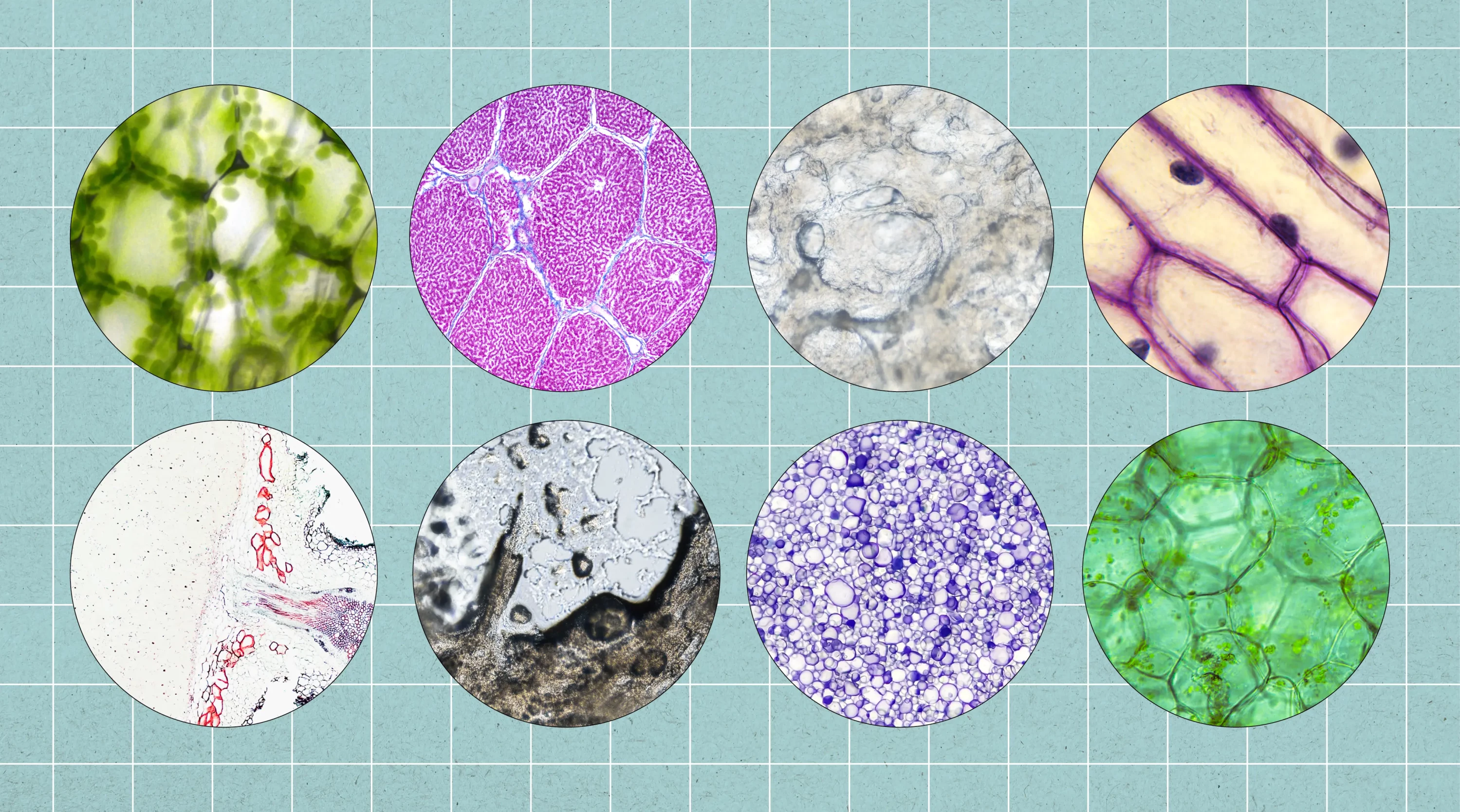 Bioavalability_of_Proteins_Banner_.webp