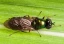 blacksoldierfly.webp