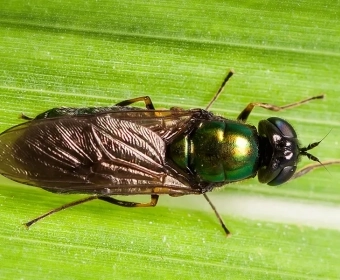blacksoldierfly.webp