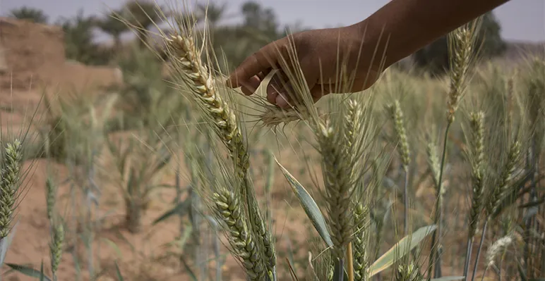Grain