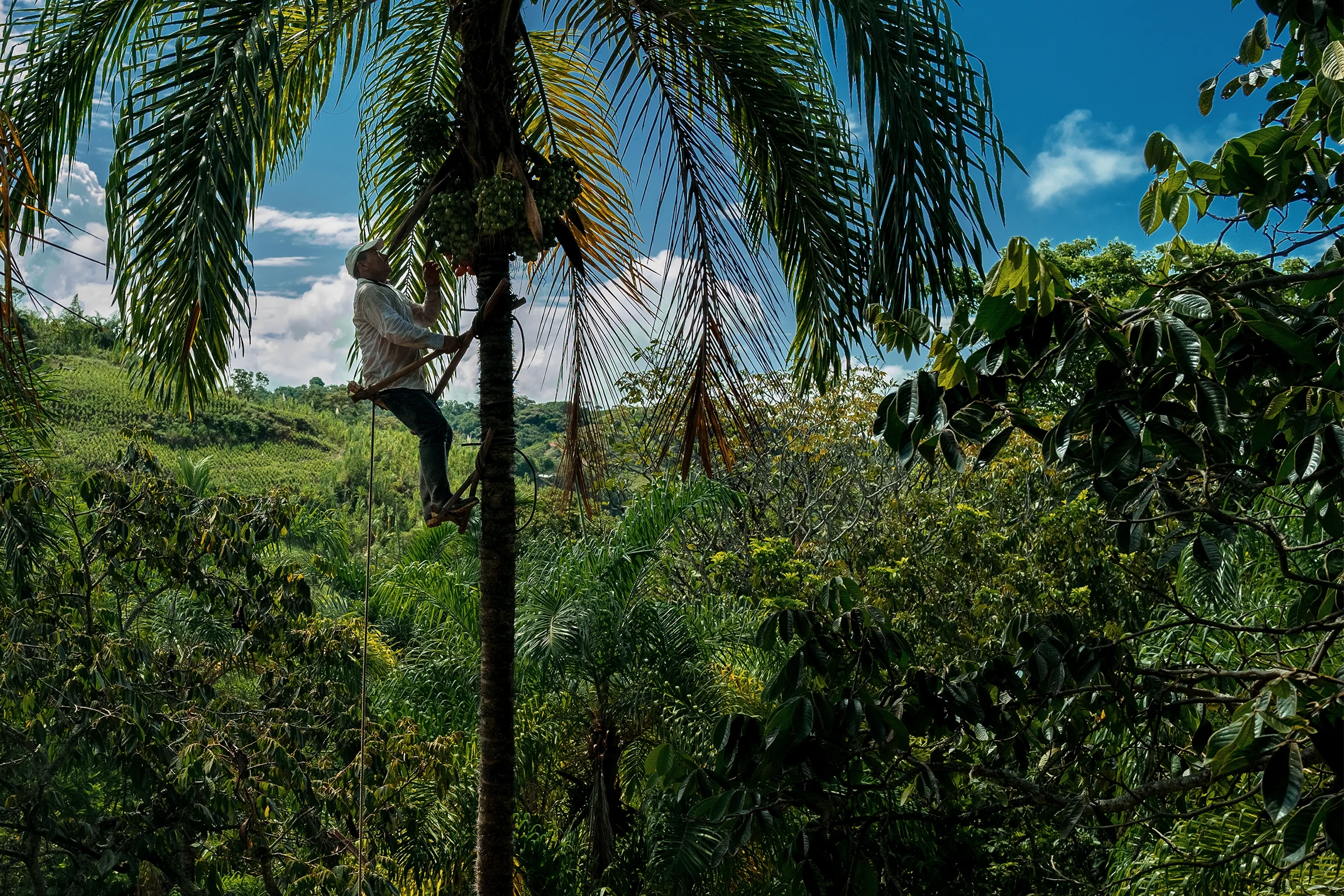 A farmer harvests chontaduro fruit, one of the region’s most popular street foods, near El Tambo, Colombia. Chontaduro fruit are often cultivated by smallholders in agroforestry farms in the Pacific lowlands of Colombia. (Photo by Jan Sochor via Getty Imag