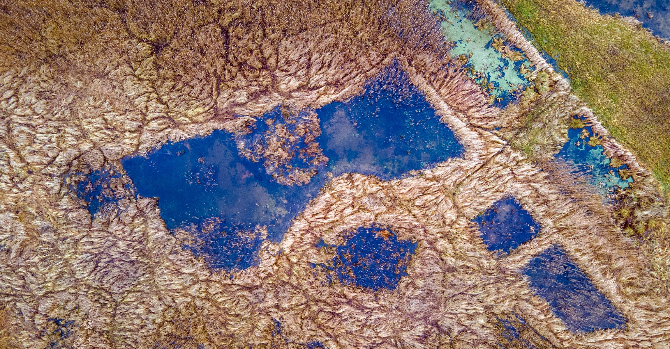 Meadows, swales and reed beds make up the Binsenberg peatlands in Germany. Peatlands function as nutrient filters and contribute not only to climate and species protection, but also to improving water quality. (Jens Büttner/picture alliance via Getty Image