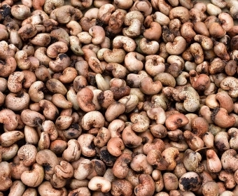 Cashew_Nuts_Hidden_Cost_of_Production_V2_Thumb.webp