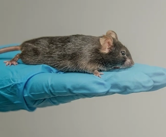 Category-image-animaltesting.webp