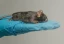 Category-image-animaltesting.webp