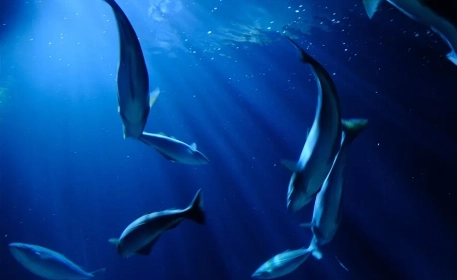 Fish Farming | Opinion On Aquaculture