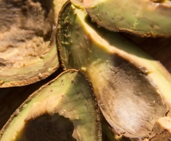 category-image-avocadowaste.webp