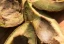 category-image-avocadowaste.webp
