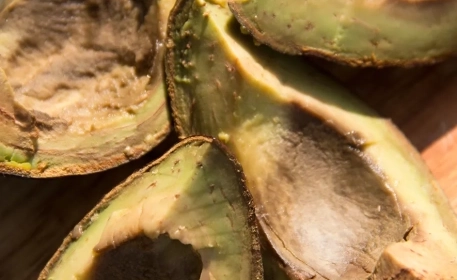 Avocado Life Cycle & Food Waste