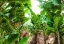 category-image-bananaplantations.webp