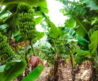 category-image-bananaplantations.webp