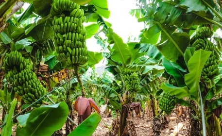Banana Plantations | 3 Sustainable Practices